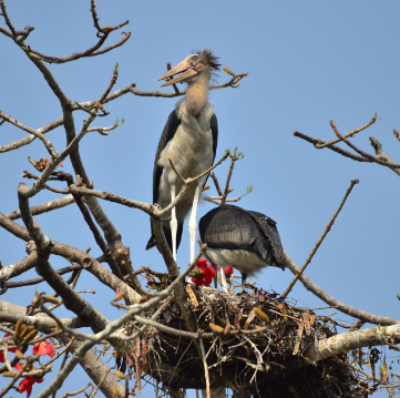 Pobitora Wildlife Sanctuary in Morigaon, Assam